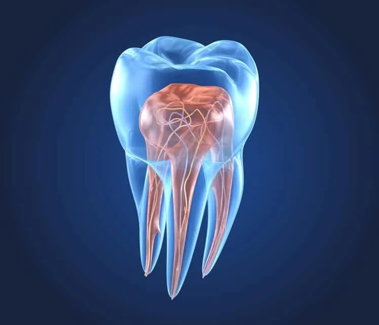 Endodoncja